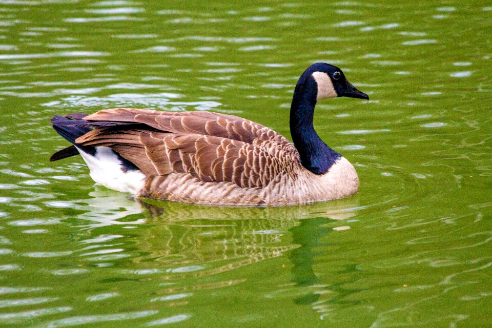 Water animal animal world