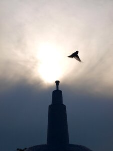 Silhouette nature avian