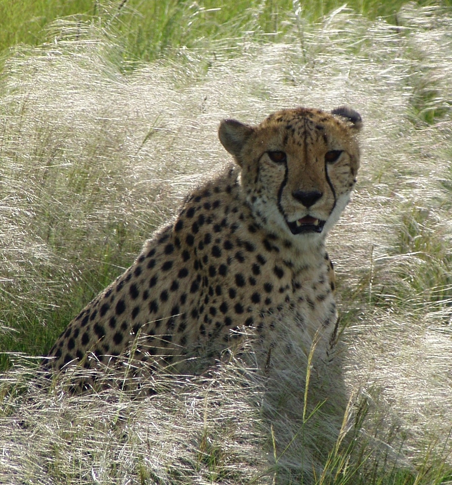 Predator nature speed