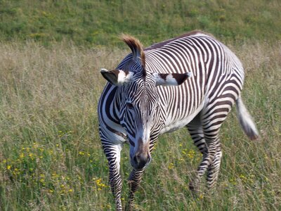 Stripes safari african