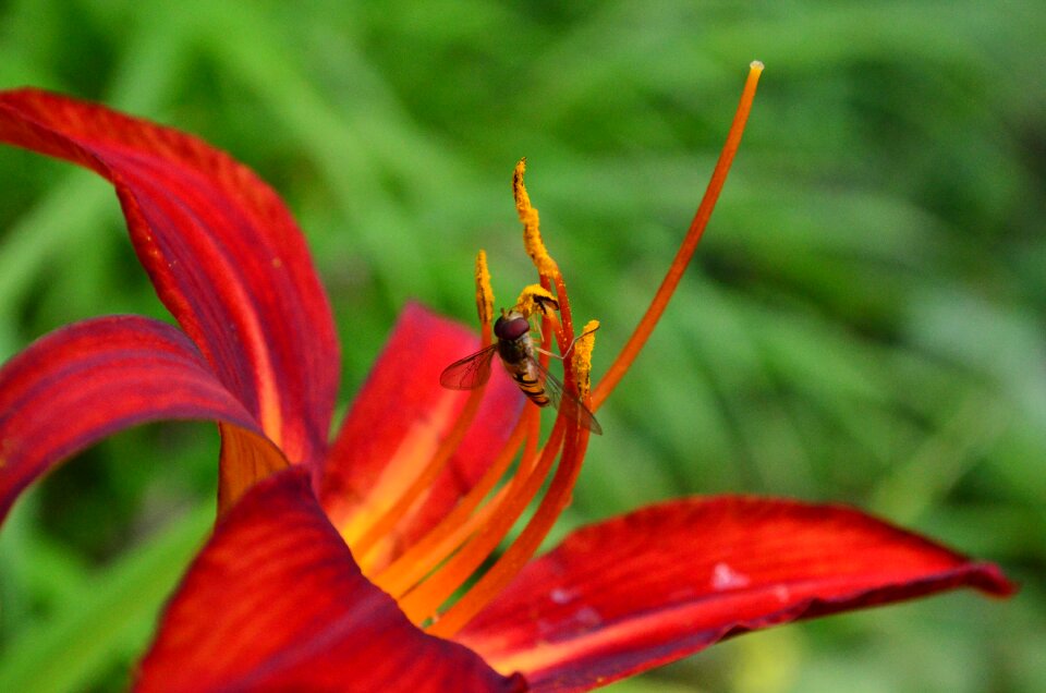 Incomplete red orange