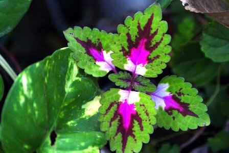 Flowers garden cultivate