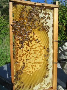 Beekeeper beekeeping insect photo