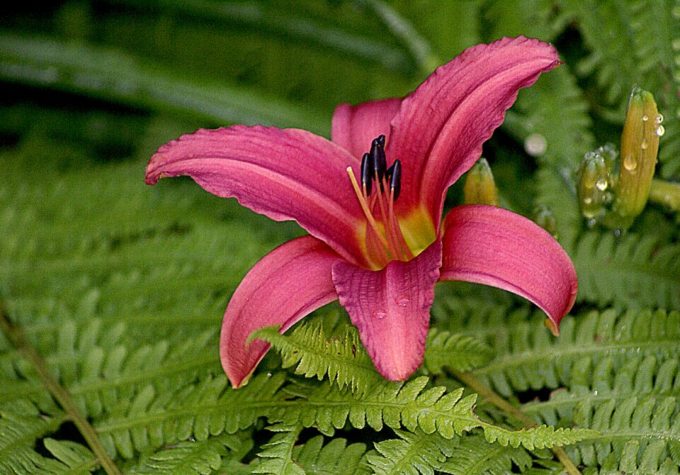 Morning dew clean in the morning flower