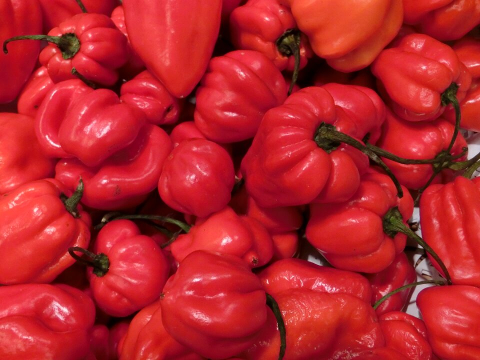 Red sharp vegetables