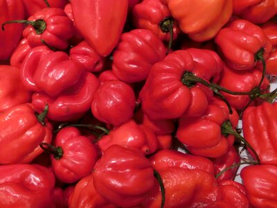 Red sharp vegetables