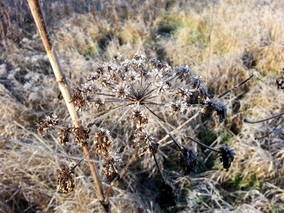 Frost plant winter