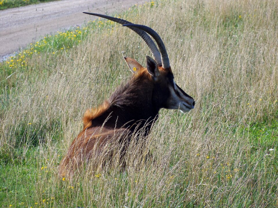Horned wildlife africa