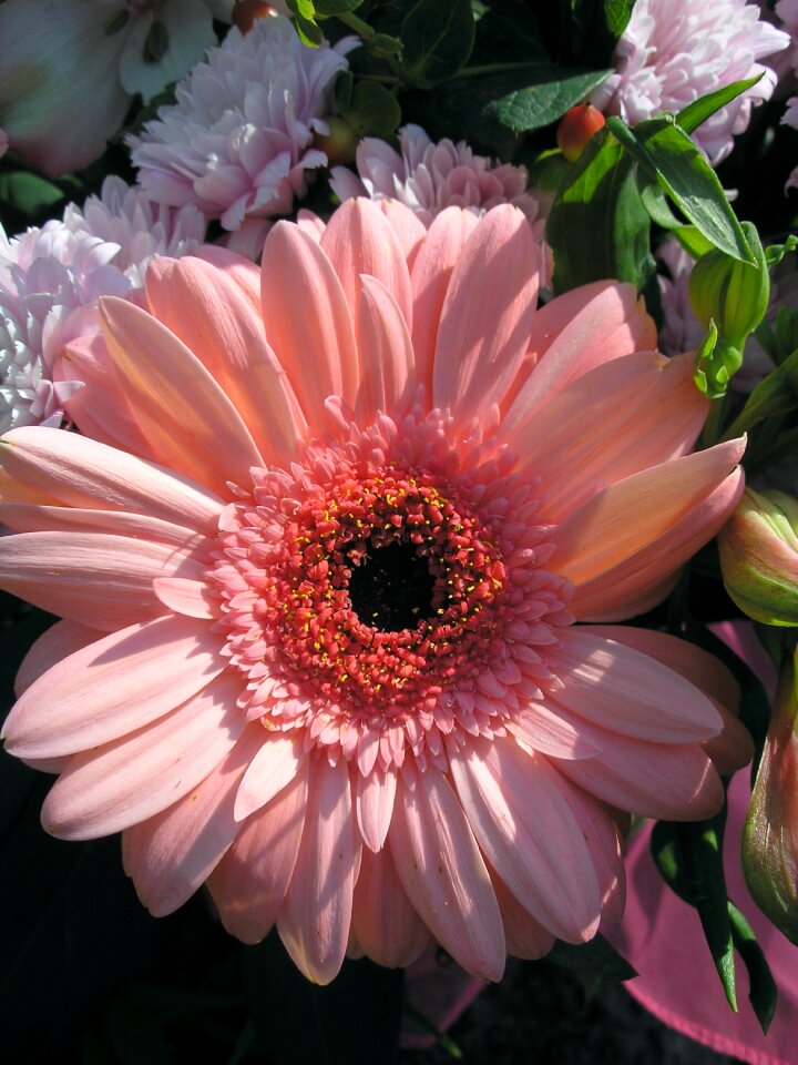 Flowers nature plant