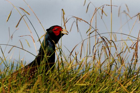 Wild bird game cock
