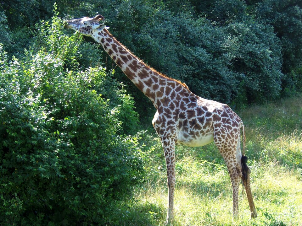 Nature africa safari