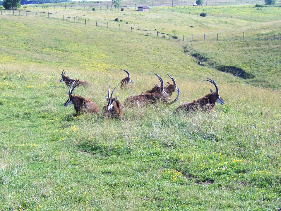 Horned wildlife africa