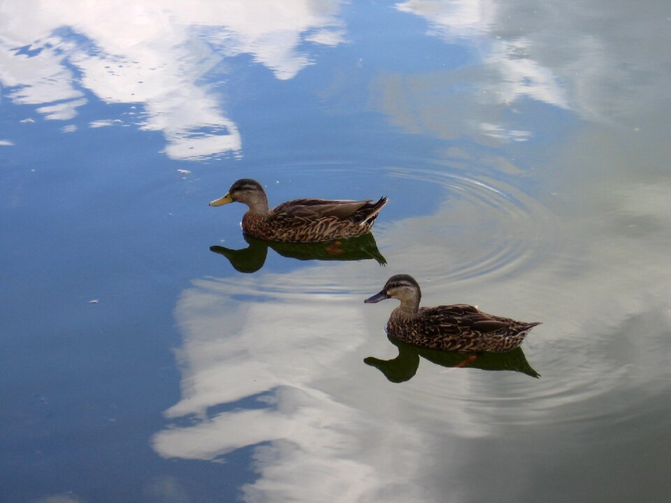 Reflection clouds wildlife
