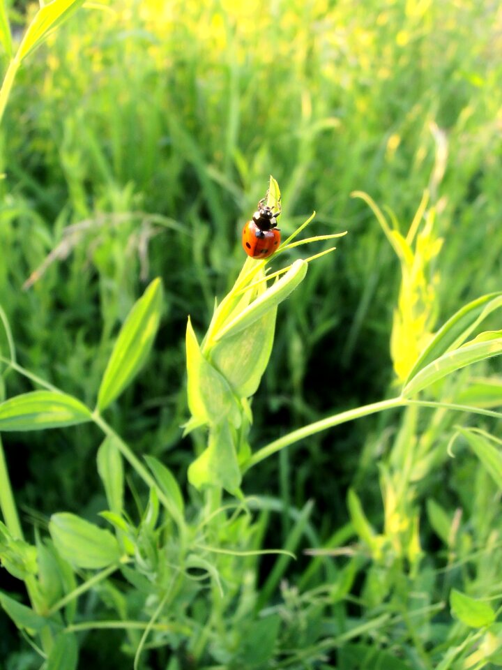 Summer insect insects