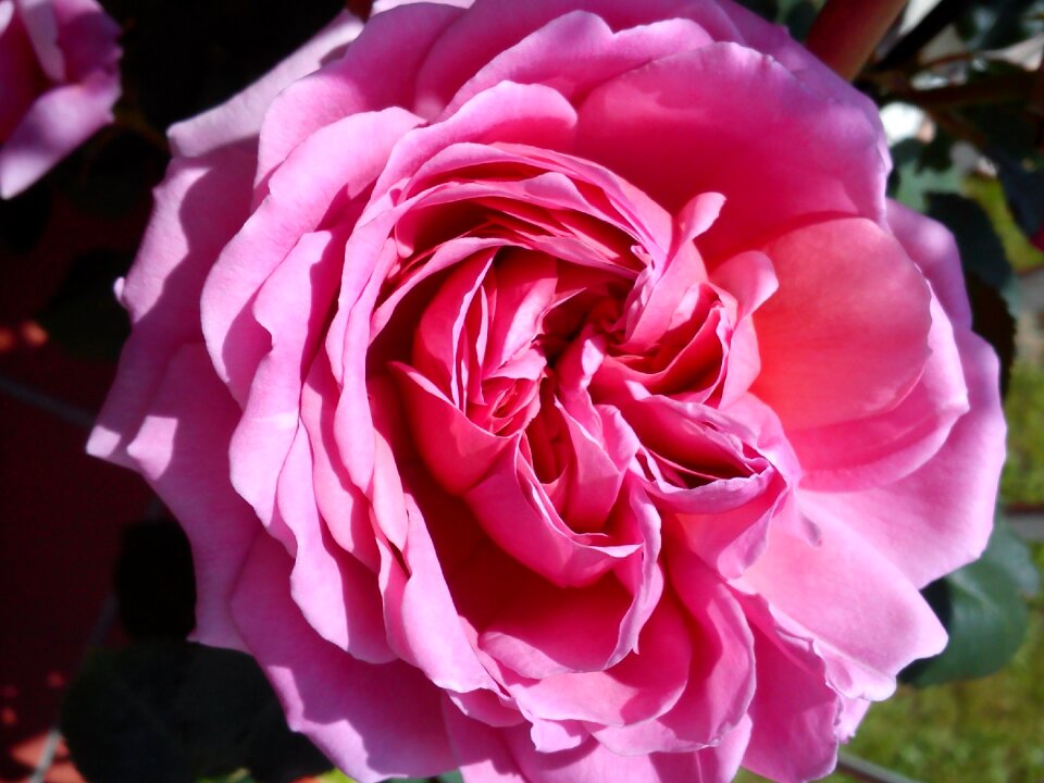 Pink english rose flower