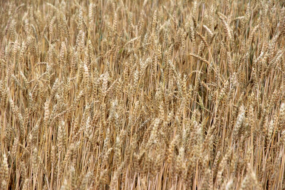 Cornfield agriculture summer