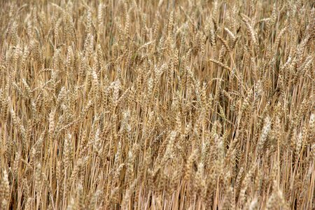 Cornfield agriculture summer