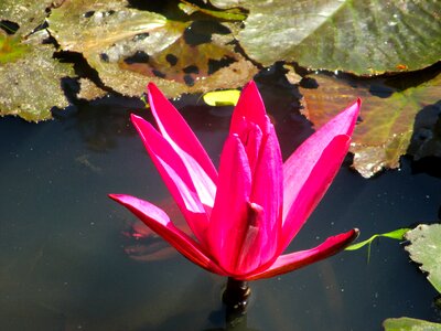 Red pond aquatic plant