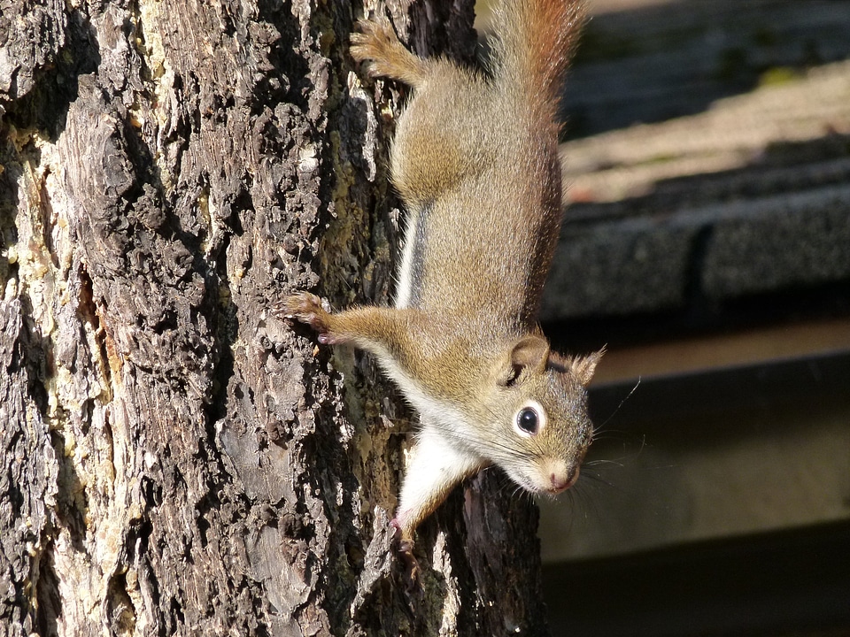 Rodent mammal animal photo