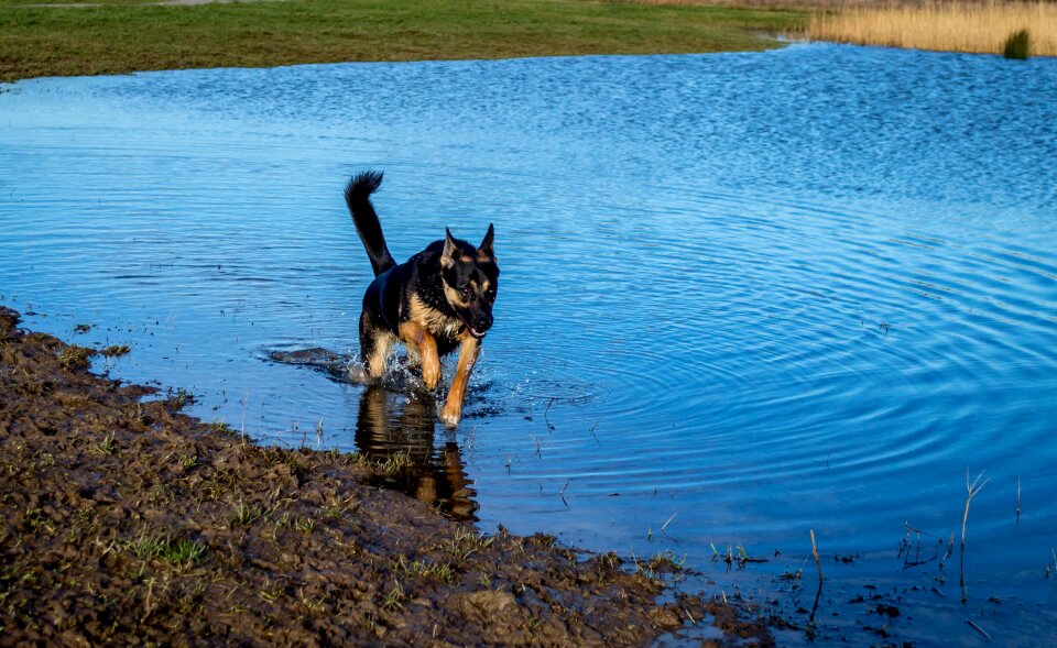 Animal racing swimming
