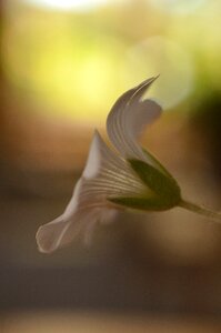 Flower white summer