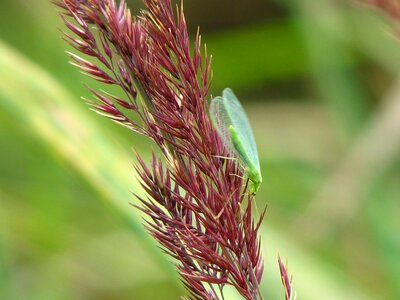 Green wing grasses photo