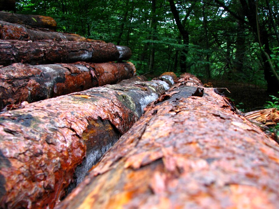 Tree forest cracked