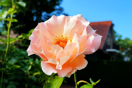 Pink tender beauty