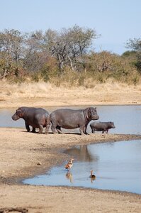 Wildlife safari africa photo