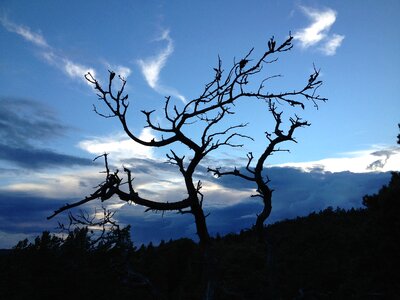 Tree silhouette sweden
