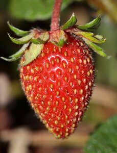 Garden strawberry sweet delicious photo