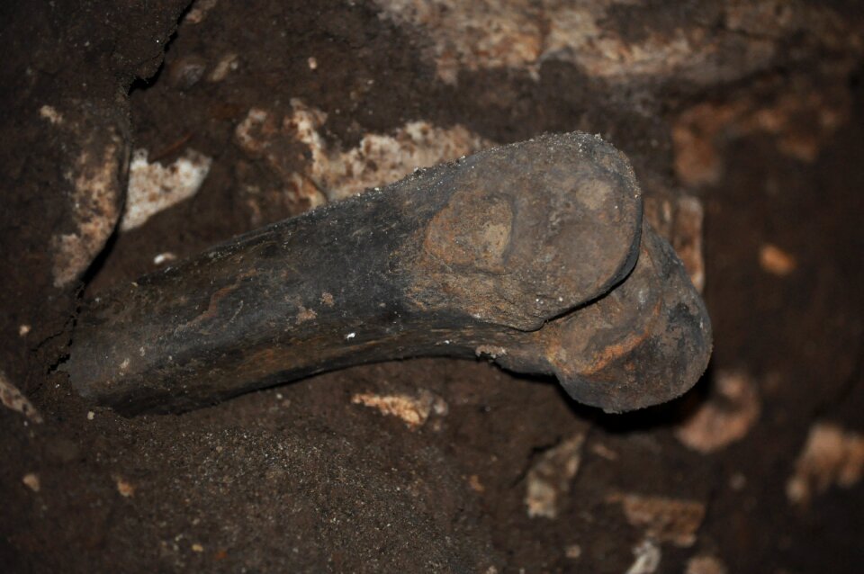 Fossil prahistoria cave