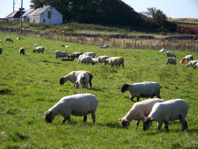 Farm flock graze
