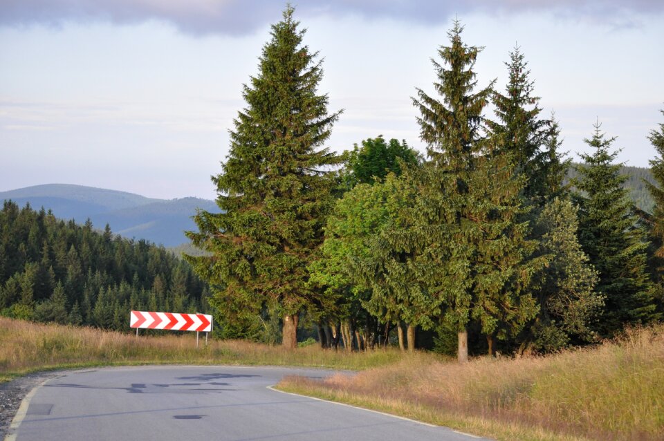 Tree landscape asphalt