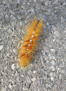Acronicta caterpillar yellow
