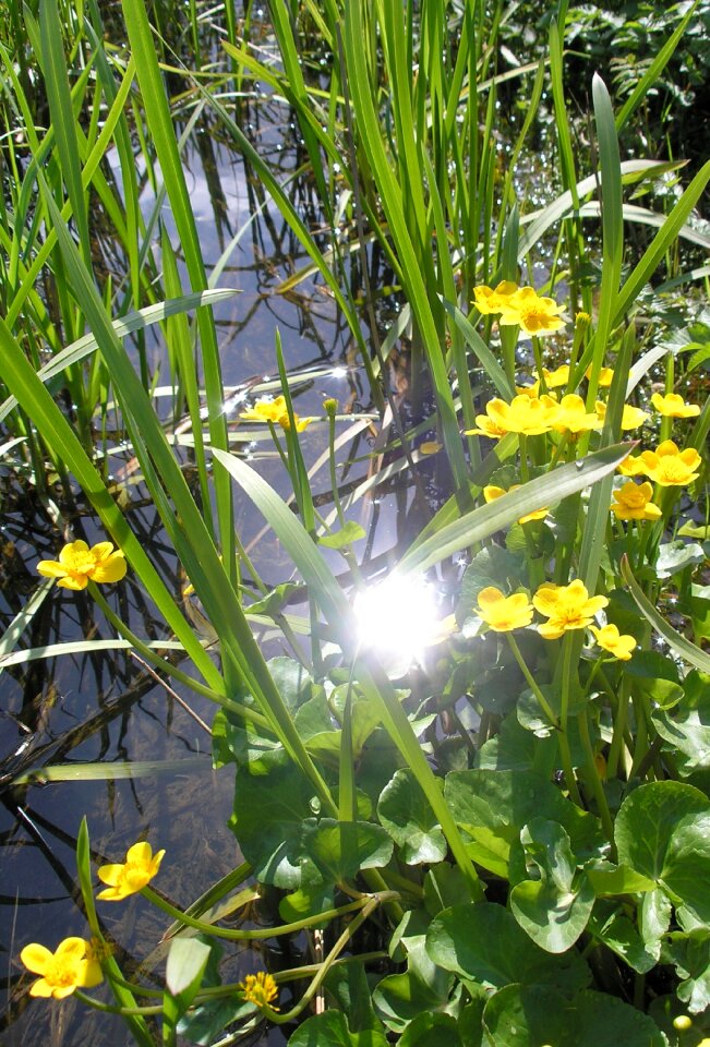 Water flowers nature