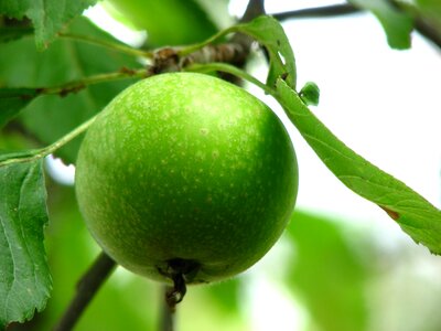 Fruit crisp apple tree