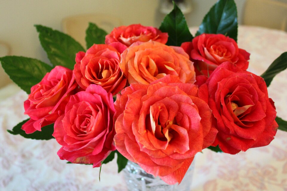 Roses fresh