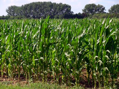 Agriculture corn on the cob harvest photo