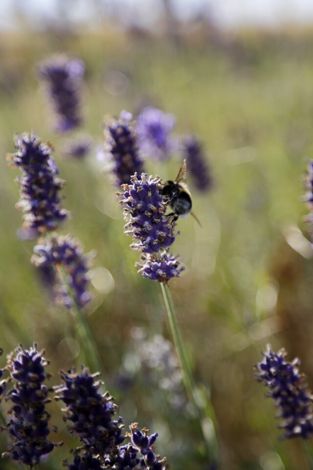 Insect flower nature