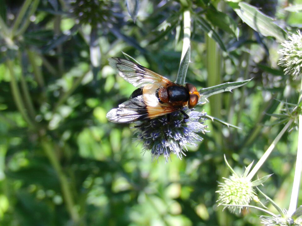 Animal wing nature