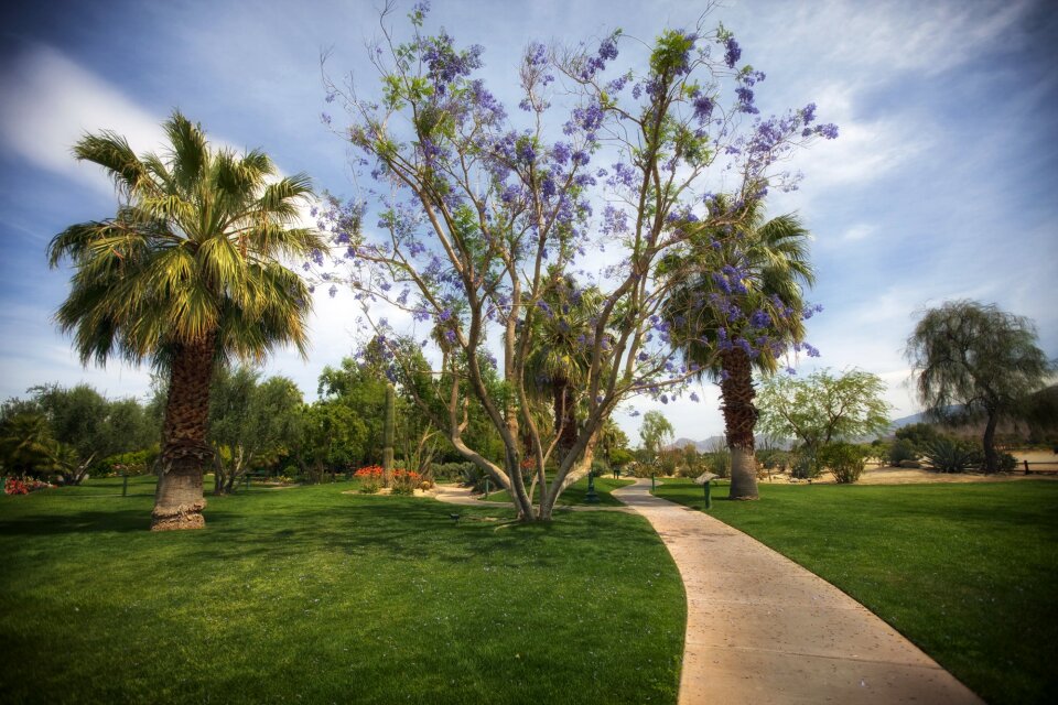 Palm trees grass lawn