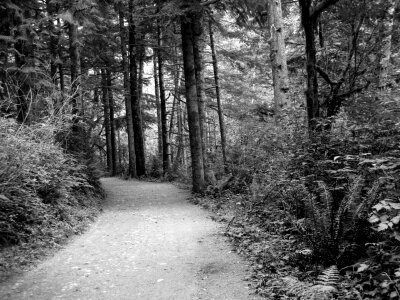 Tree dark foliage photo