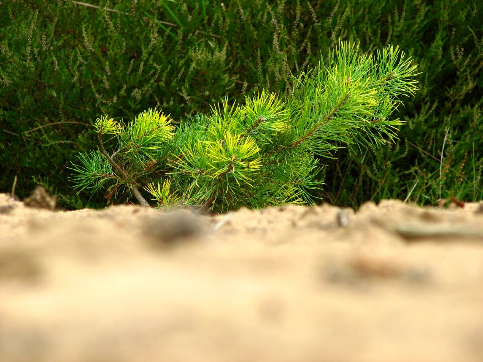 Conifer softwood forest