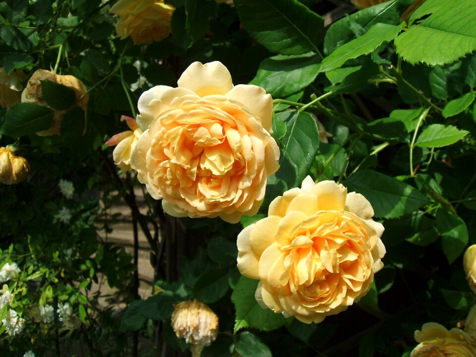 Nature romantic blossom
