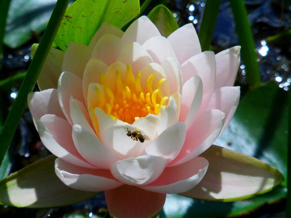 Nature white lake rose