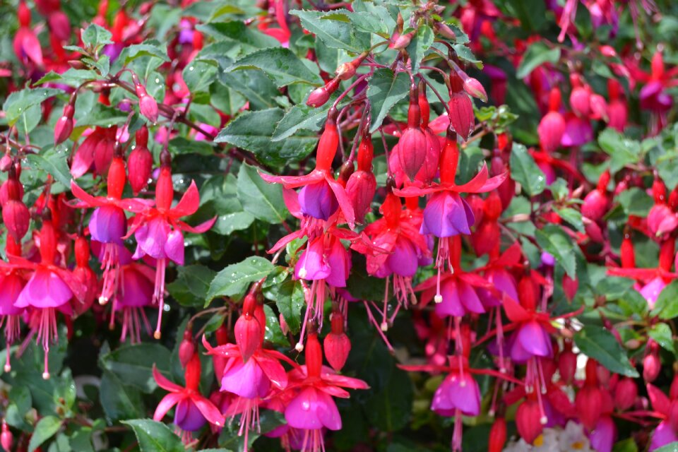 Red nature blossom