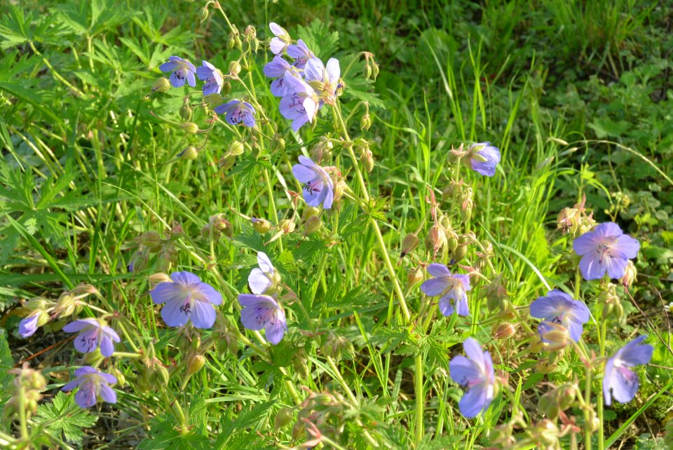 Flower nature summer flowers