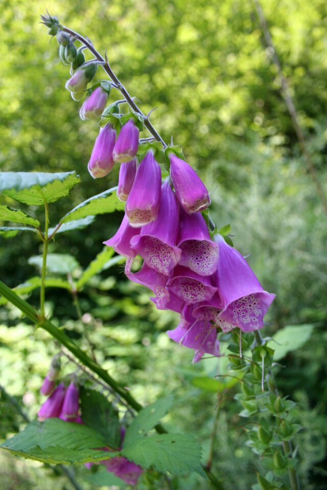 Purple nature plant