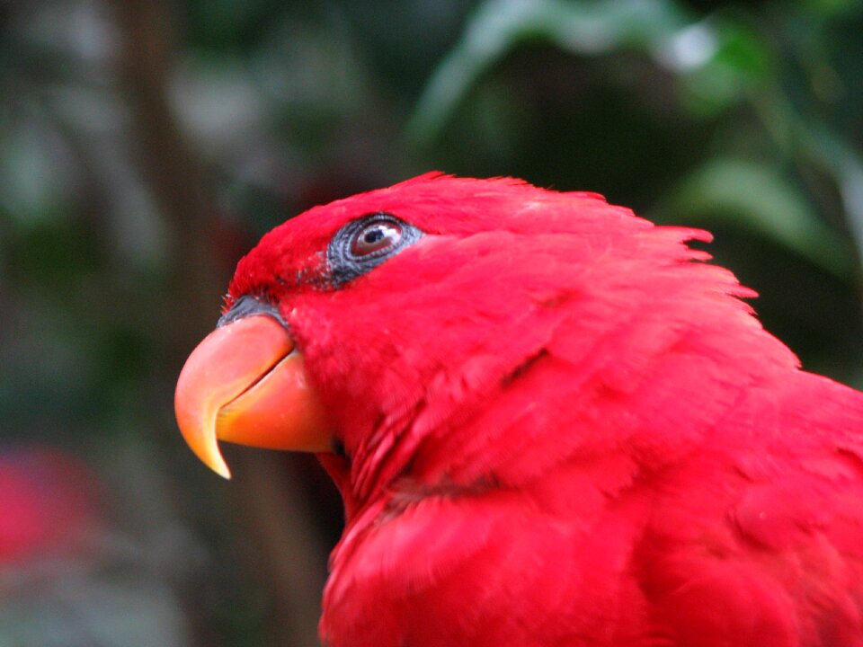 Close-up wing beak